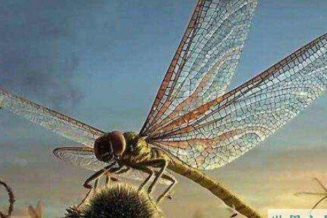 世界最大蜻蜓，早在2.5亿年前的二叠纪就已灭绝