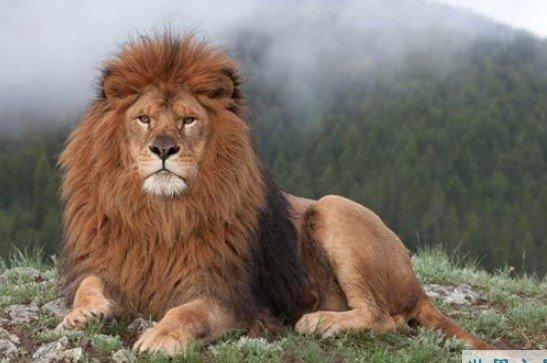 世界上最大的狮子，早在100多年前就灭绝了