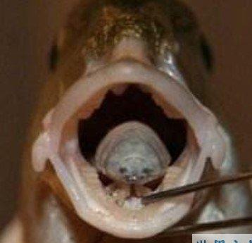 世界上最奇怪的动物，缩头鱼虱绝对是当仁不让