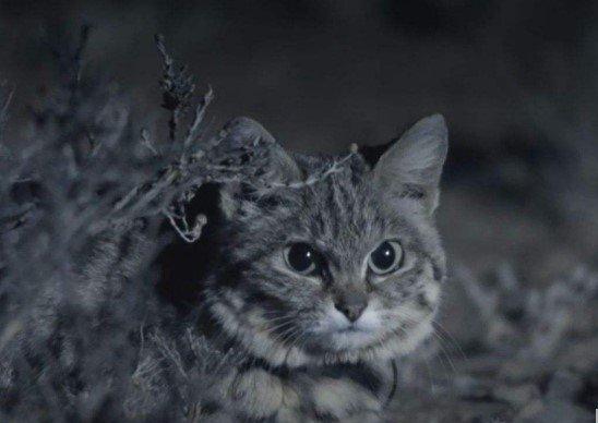 世界上最小的猫类，战斗力可是绝对一流