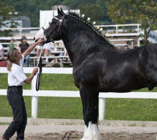 世界上最大的马，最大重量达到不可思议的1.8吨