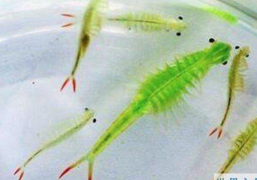 世界最美丽的水生动物，不能吃的仙女虾